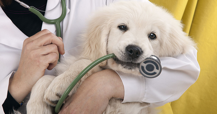 Veterinarian holding a puppy