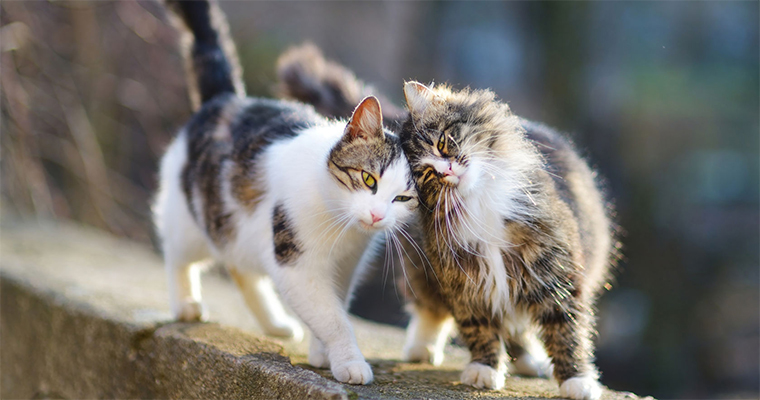 A image of 2 cats