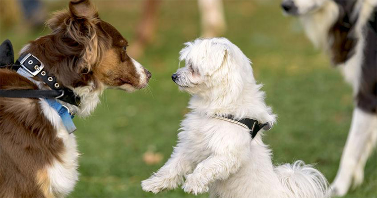 Introducing Your Dog To Other Dogs1