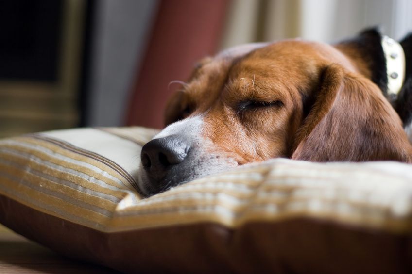  The Secret to Keeping pets Calm & Well-Behaved