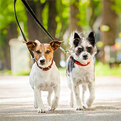 link to Popular Outdoor Activities for Pets