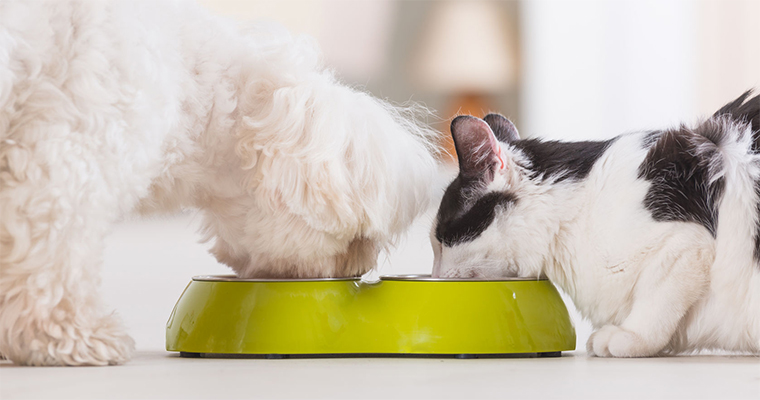 Premium Natural Food For Your Dog and Cat