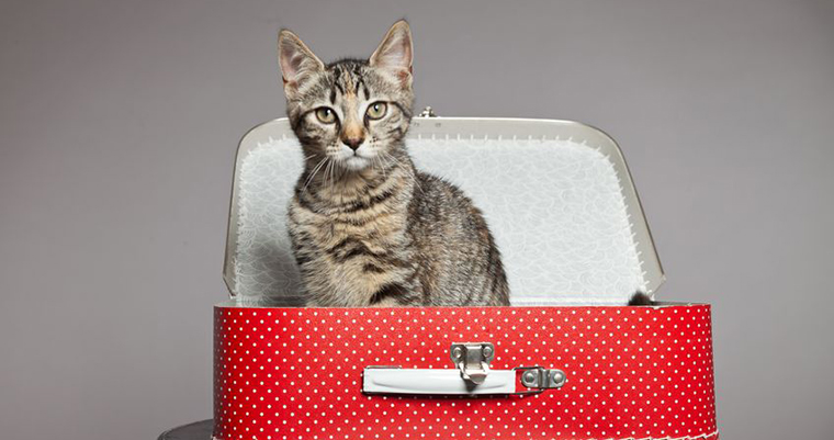 A image of a cat sitting in a red luggage