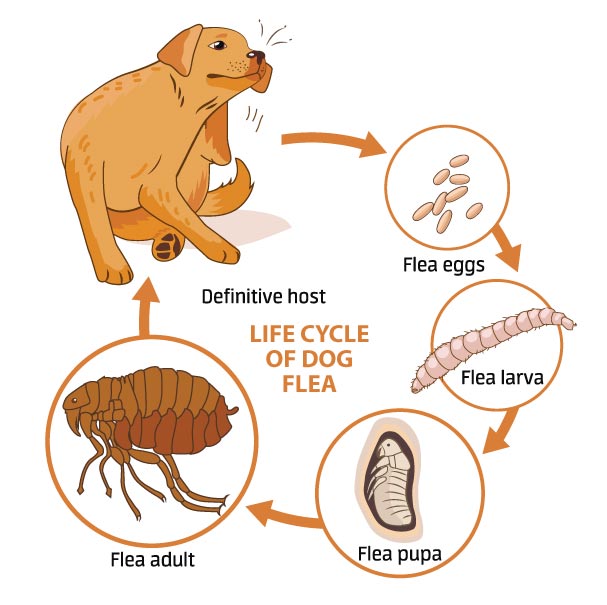flea aging and a dog scratching itself
