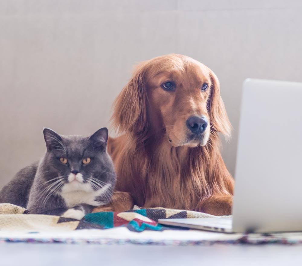 cat and dog researching side effects