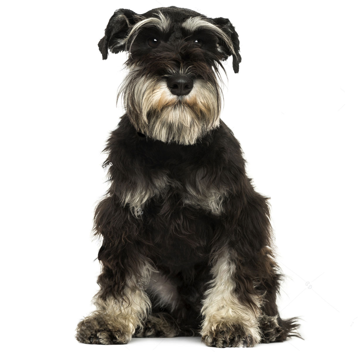 Jack Russell Terrier
